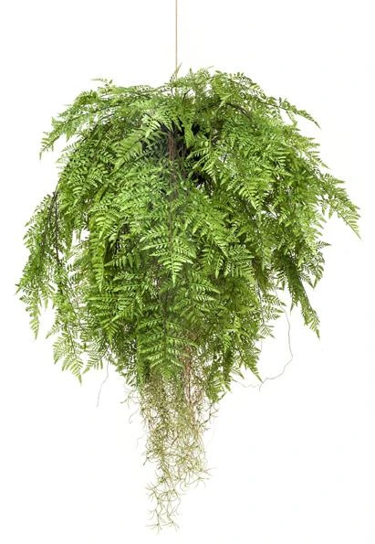 helecho-colgante-artificial-raices