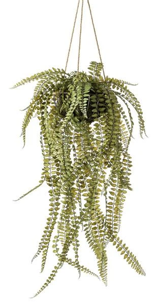 helecho-colgante-kokedama-95cm