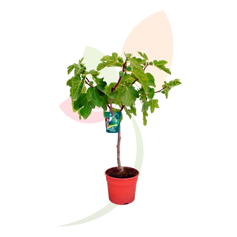 higuera-brown-turkey