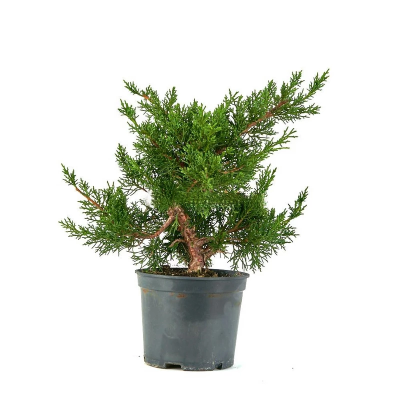 juniperus-chinensis-prebonsai