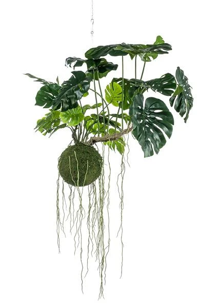 kokedama-monstera-colgante
