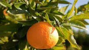 Mandarina-Citrus-retriculata