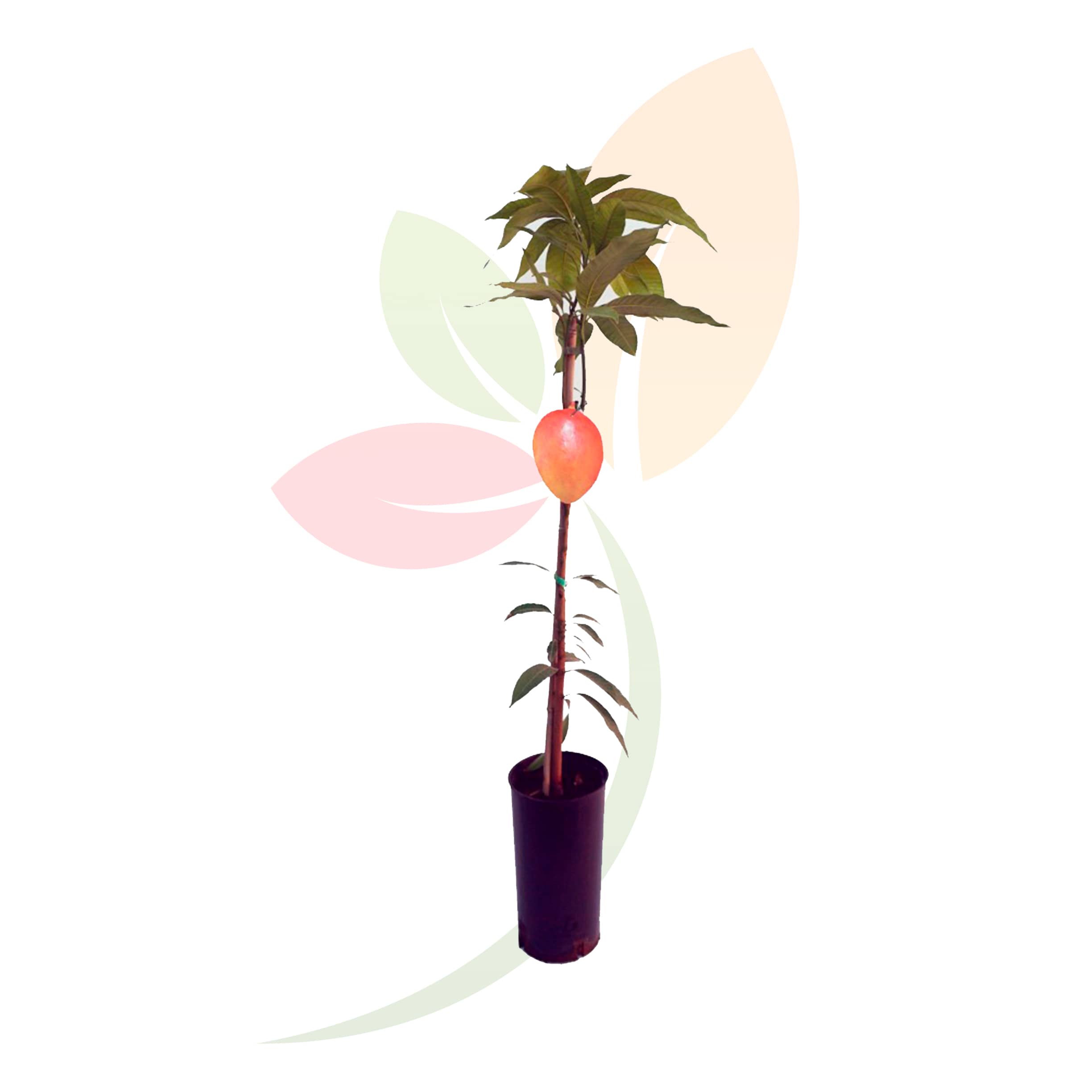 Mangifera-Indica-Mango