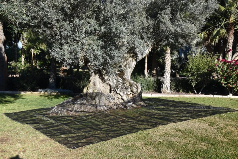 manto-recoleccion-aceitunas