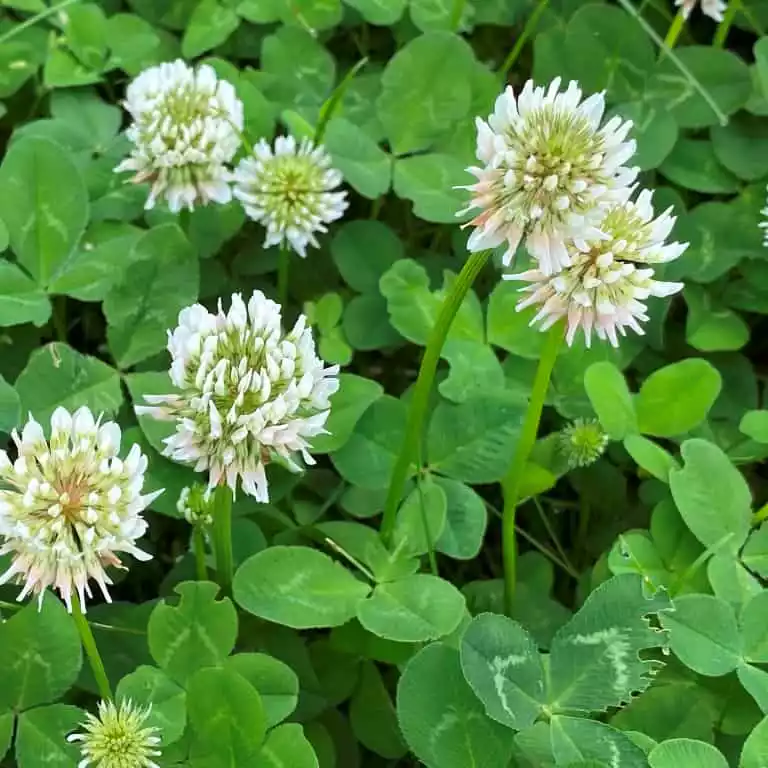 microtrebol-huia-especial-cesped