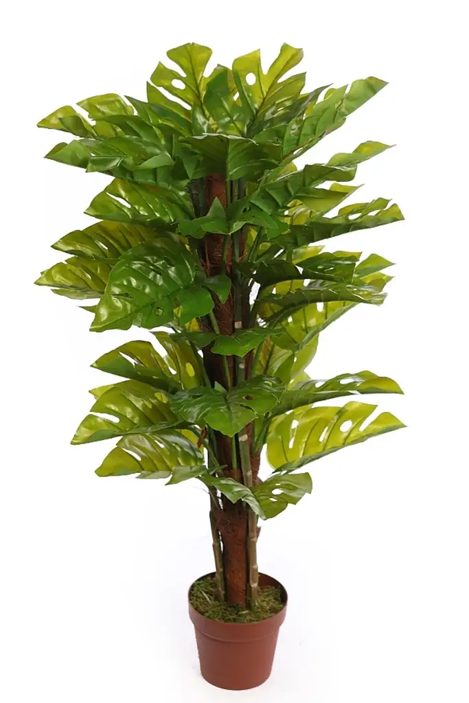 Monstera-Costilla-adán-artificial-tutor