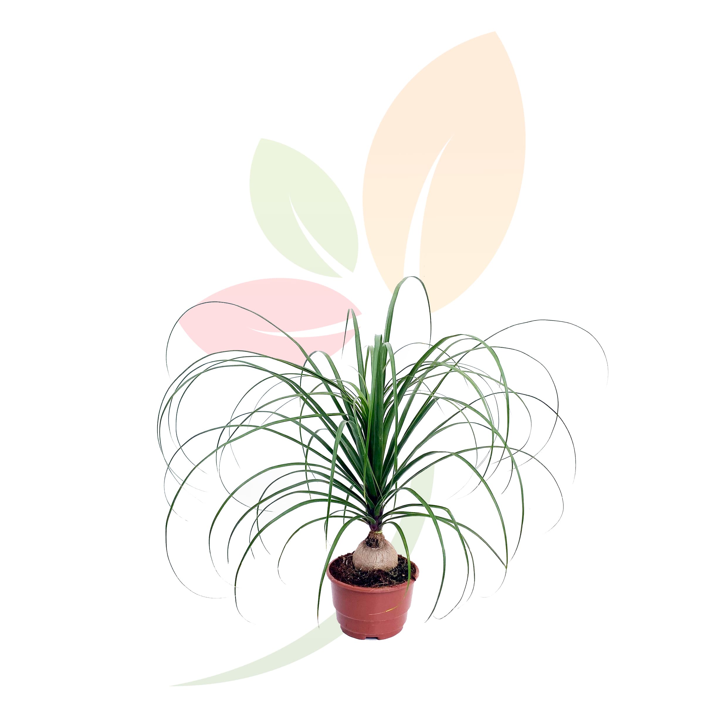 Nolina-Tarrina-Beucarnea