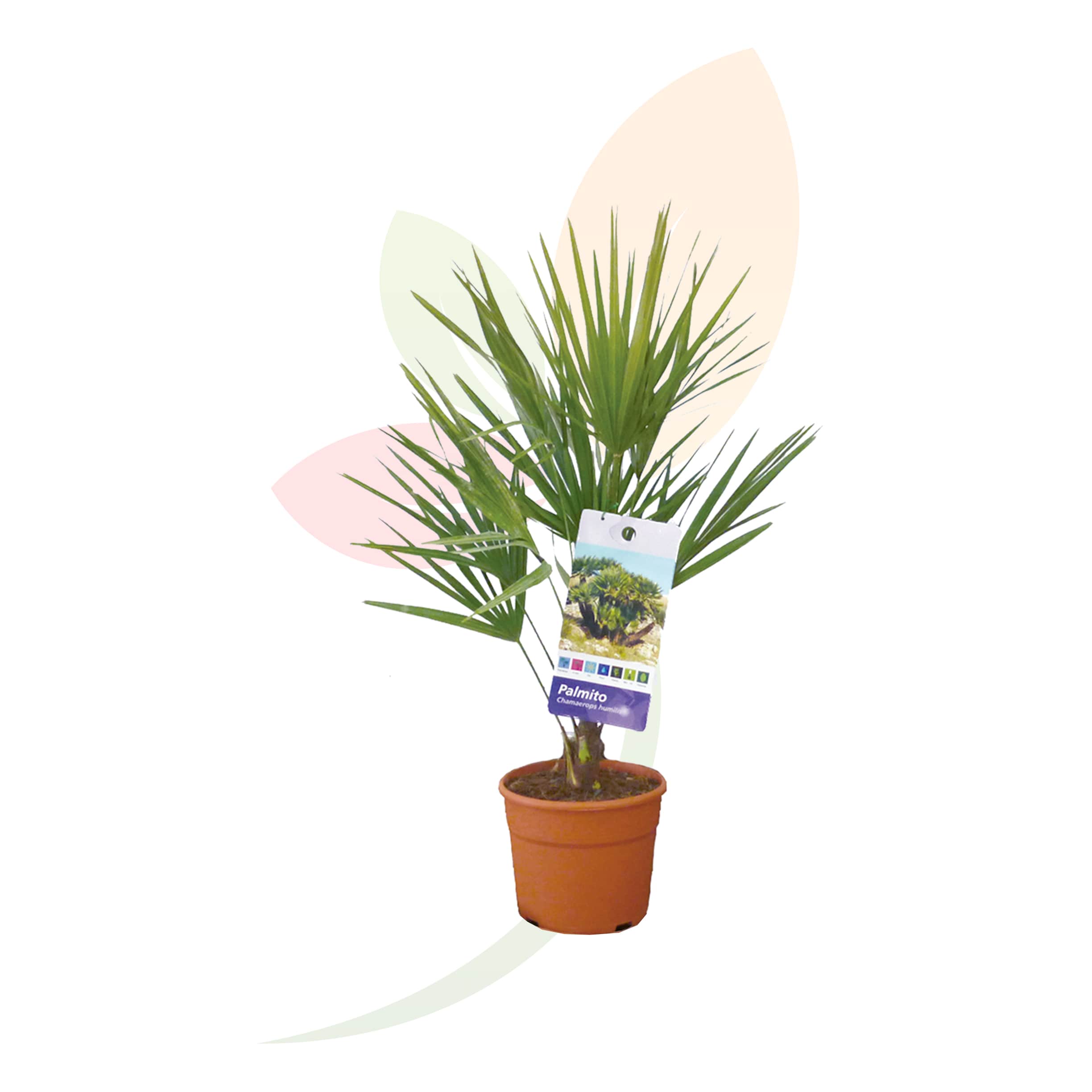 Palmito-Chamaerops-alturaumilis-cerisfera