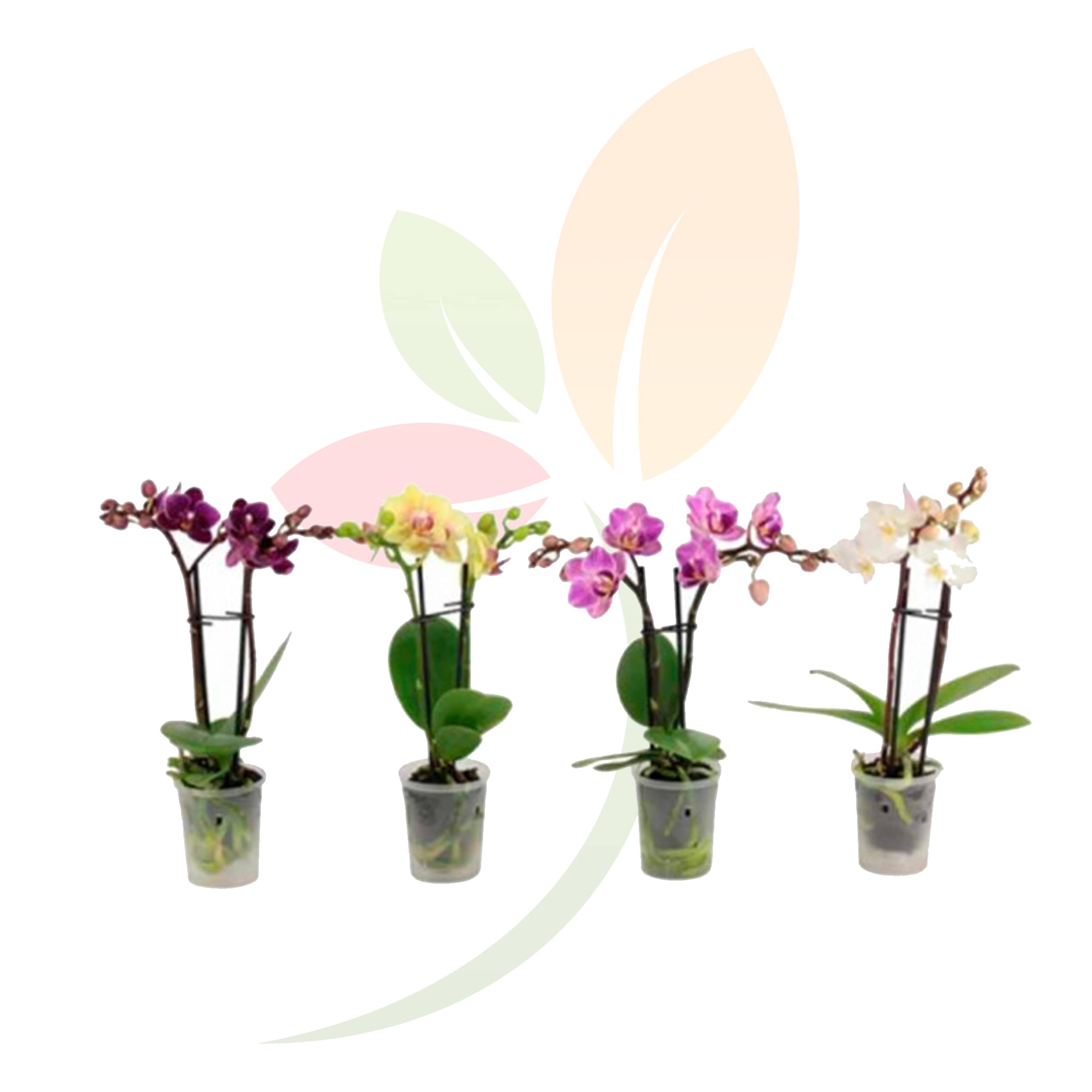 Phalaenopsis-(Orquideas)-Surtido-Unid.