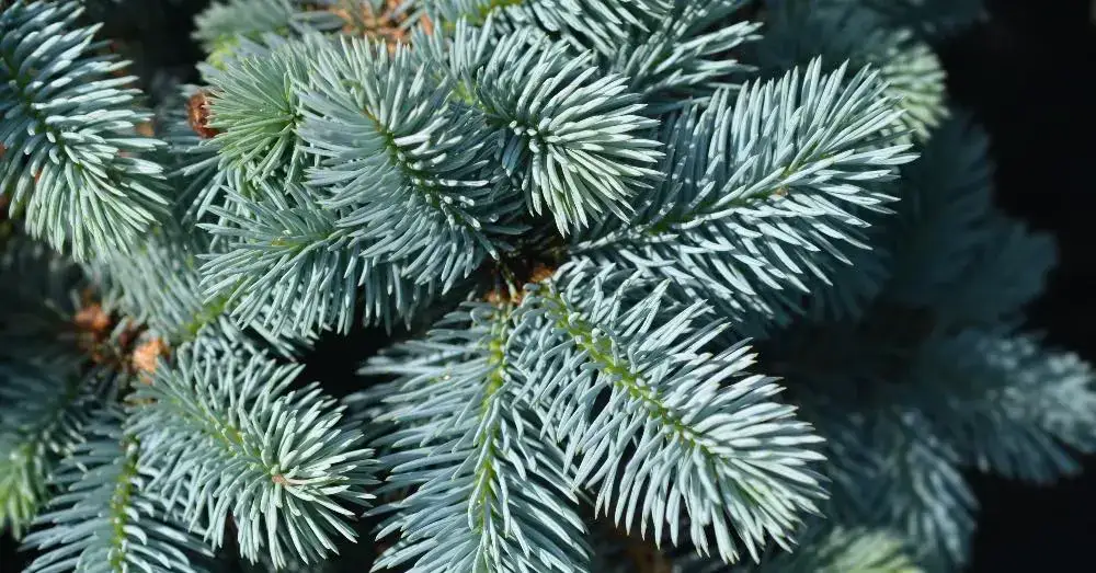 Picea-glauca-conica-Abeto-blanco