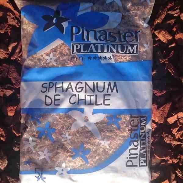 Musgo-«Sphagmun-Chile»