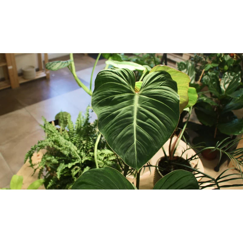 Planta-verde-interior-Philodendron