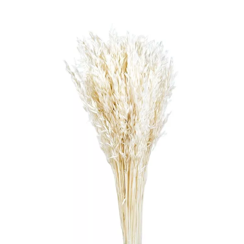 Pomo-avena-sativa-natural-tratada-decoración-floral