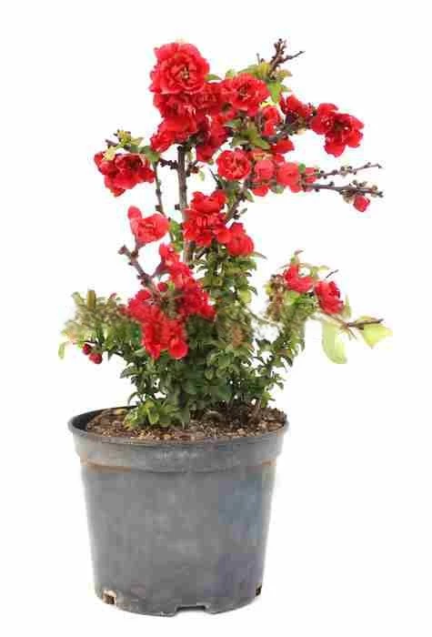 Prebonsái-Chaenomeles-superba-(Membrillero-Japonés)-Años