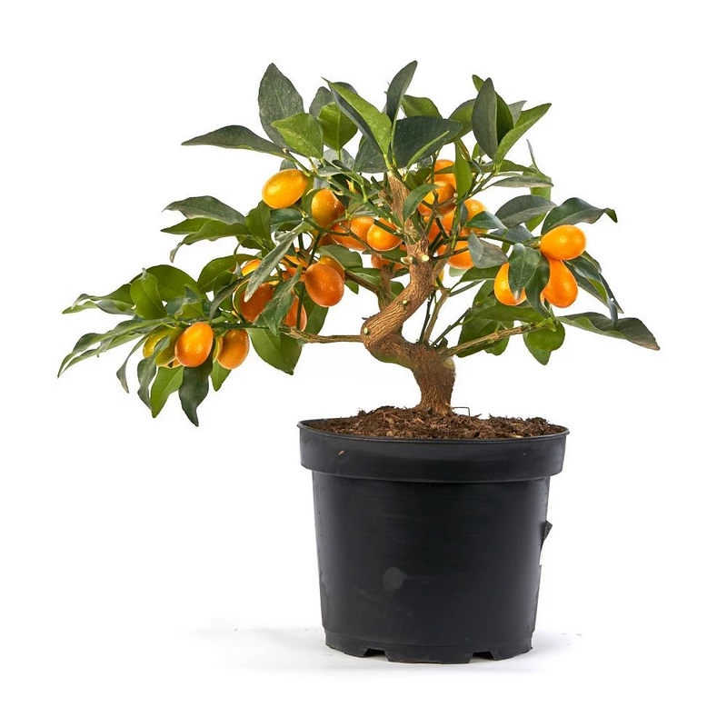 prebonsai-citrus-kumquat