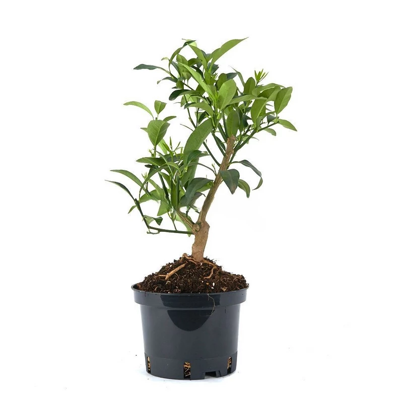 prebonsai-citrus-llimencuat