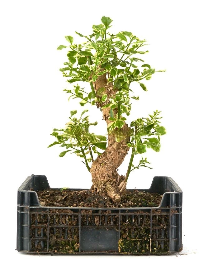 Prebonsái-Duranta-repens-variegata-(Tala-Blanca)-Años