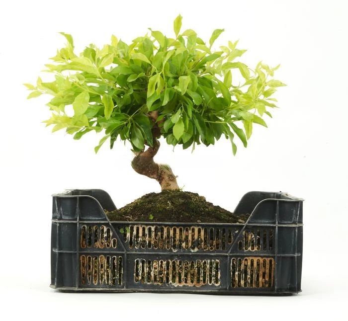 Prebonsái-Duranta-(Tala-Blanca)-Elegancia-Perenne-Años