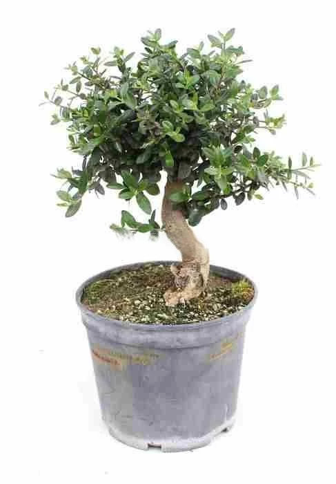 Prebonsái-Olivo-Silvestre-(Olea-europaea-sylvestri)