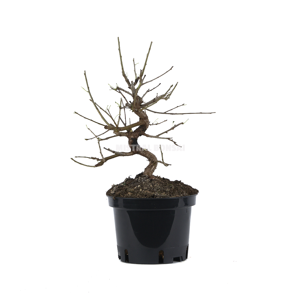 prebonsai-prunus-mahaleb