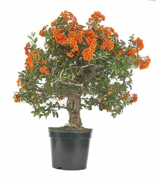 Prebonsái-Pyracantha-coccinea-Espino-Fuego-Flor