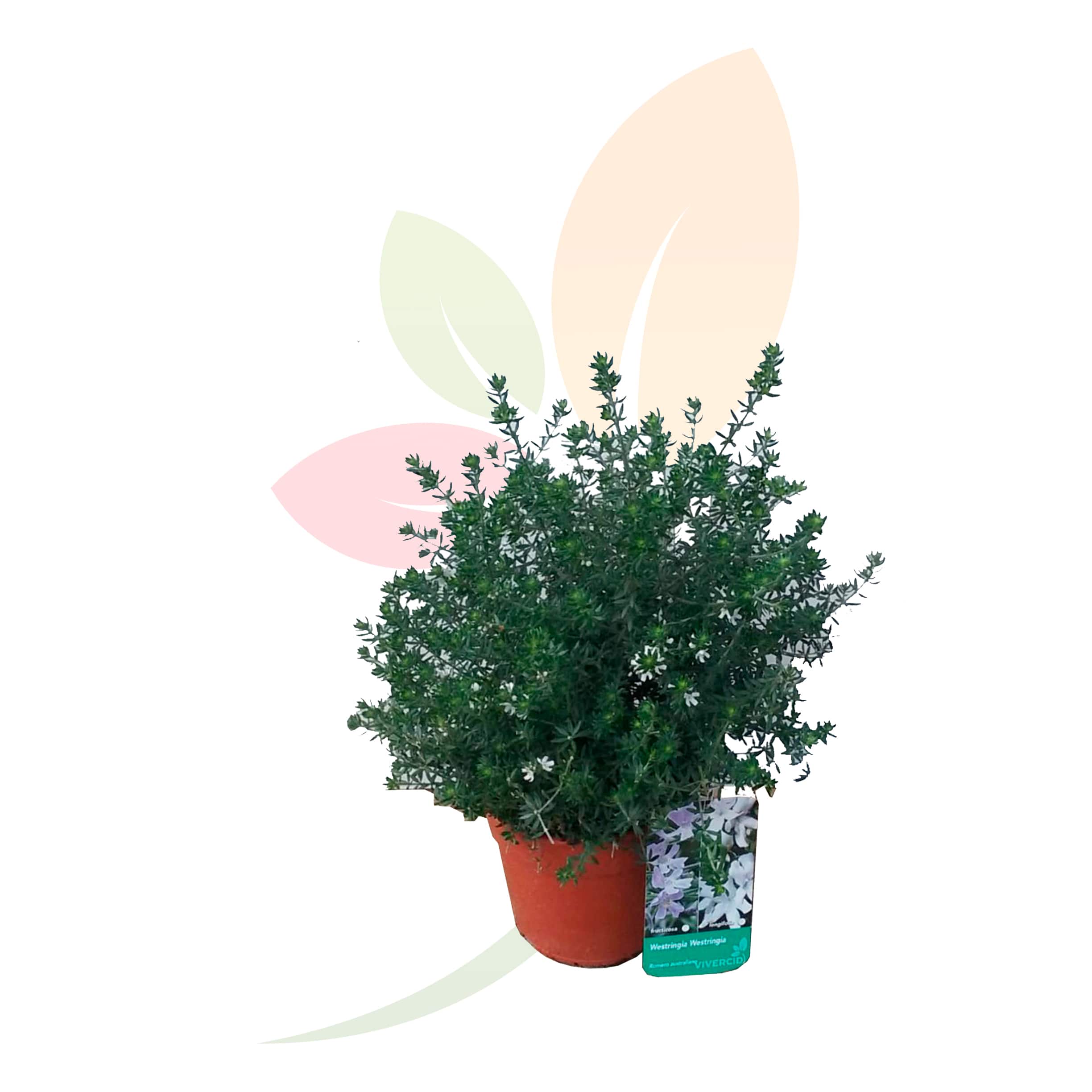 Romero-australiano-Westringia