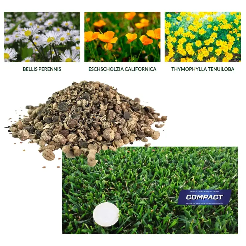 semillas-cesped-flores-compact