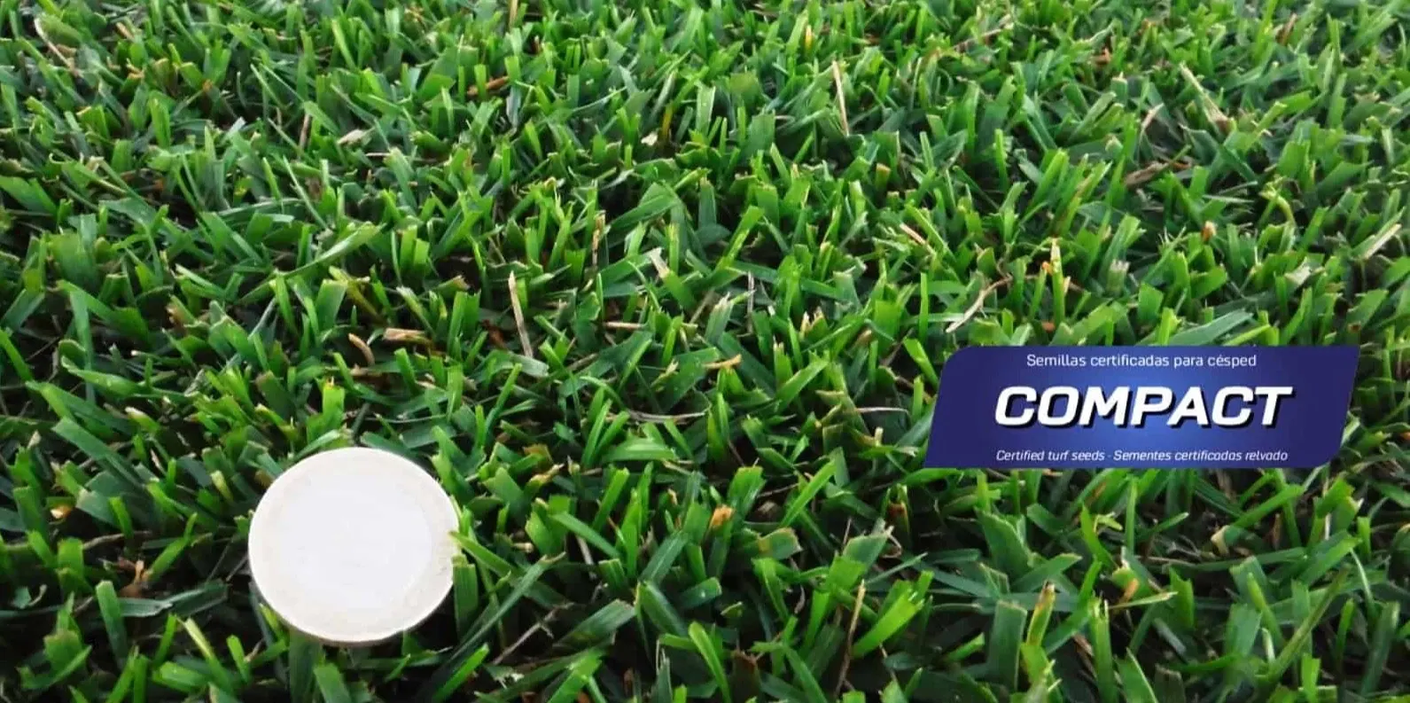 semillas-cesped-resistente-compact