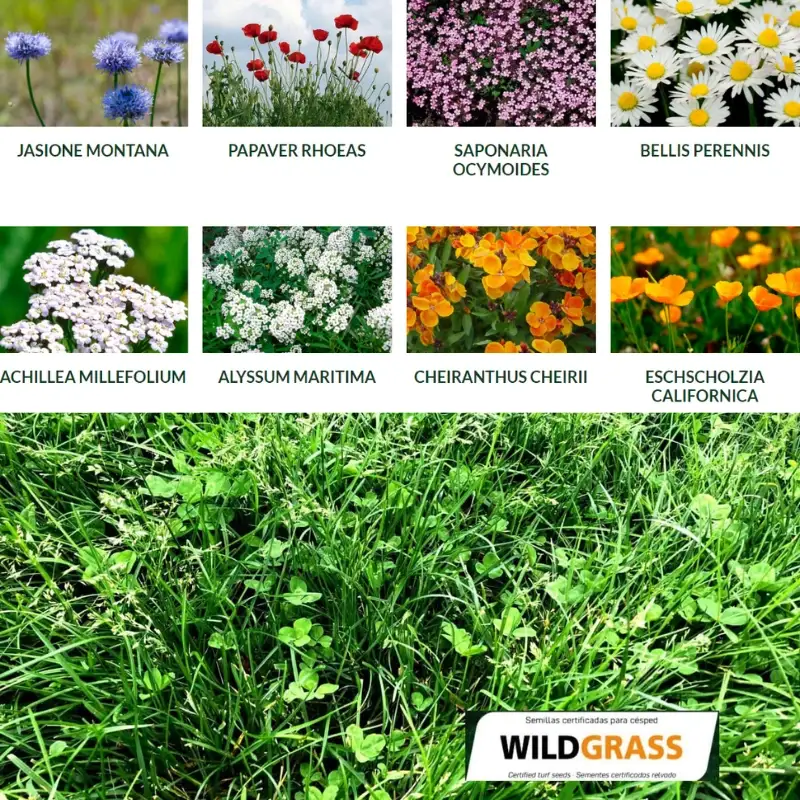 semillas-para-cesped-flores-wildgrass