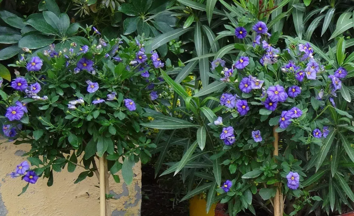 Solanum-Rantonnetii-Solano-azul