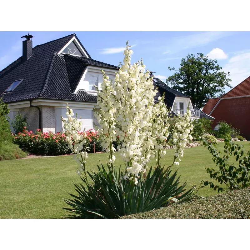 Yucca-filamentosa-Yucca-filamentos