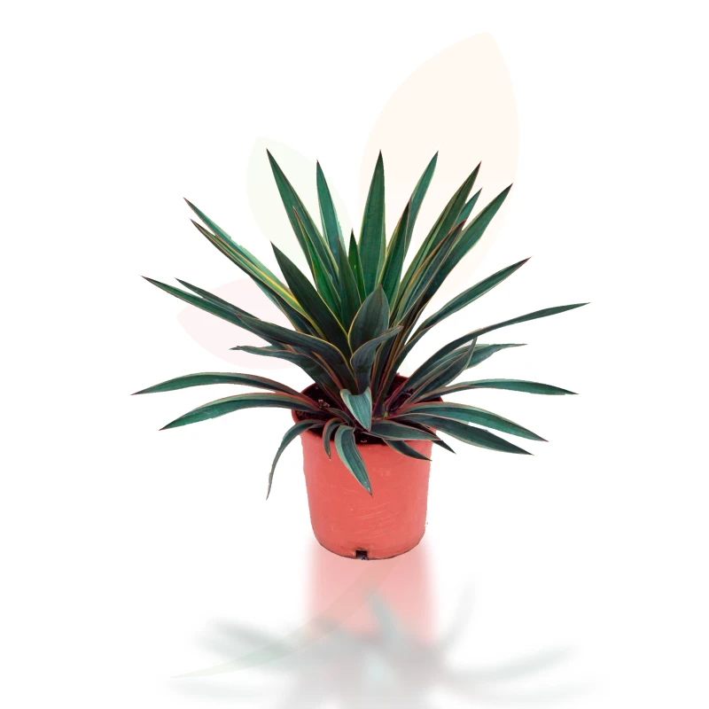 yucca-gloriosa-arbusto-perenne